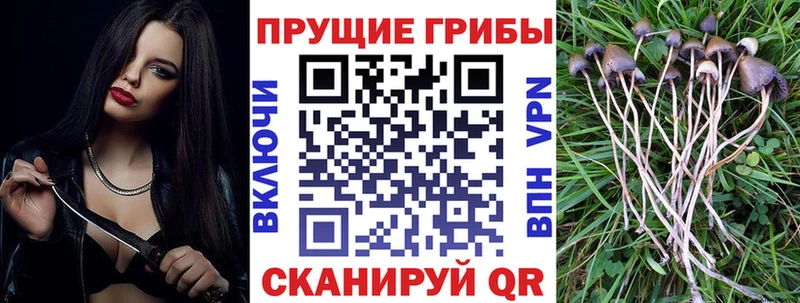 где можно купить   ссылка на мегу зеркало  мориарти какой сайт  Заозёрск  Псилоцибиновые грибы Magic Shrooms 